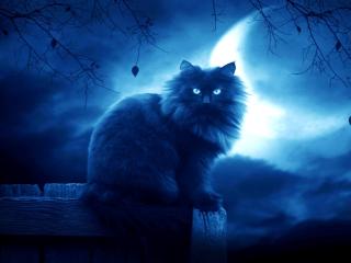 cat, black, moon Wallpaper
