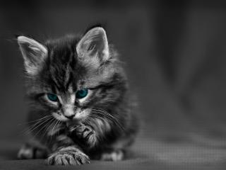 cat, black white, blue wallpaper