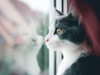 cat, window, reflection Wallpaper