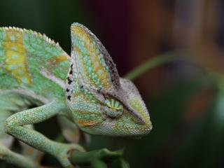 chameleon, reptile, color wallpaper