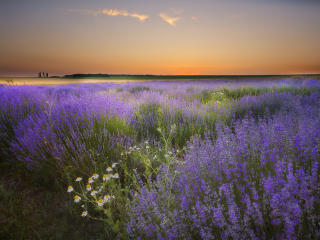chamomile, lavender, field wallpaper