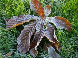 chestnut, leaf, frost Wallpaper