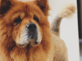 chow chow, dog, muzzle wallpaper