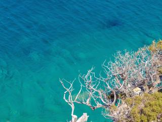 Clear Sea Trees Branches Wallpaper