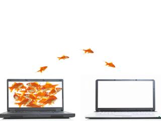 computer, fish, white wallpaper