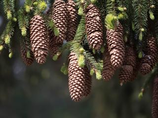 cones, fir, pine needles Wallpaper