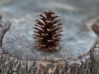 cones, stump, tree Wallpaper
