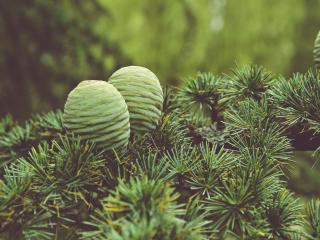 cones, tree, needles wallpaper