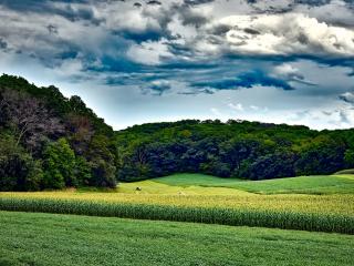 corn field, trees, grass Wallpaper