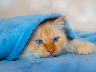 Cute Cat Under Blanket wallpaper