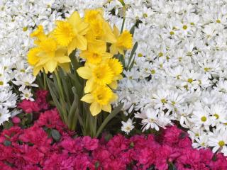 daffodils, flowers, daisies wallpaper