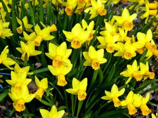 daffodils, flowers, flowerbed Wallpaper