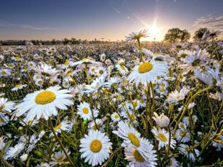 daisy, field, sun wallpaper