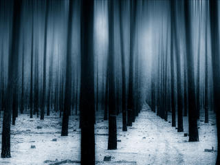 Dark Forest Woods Snow Winter Wallpaper