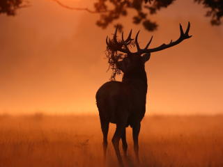 Deer Sunlight Nature wallpaper