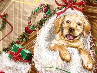 dog, muzzle, gifts wallpaper