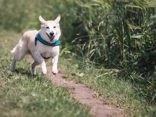 dog, running, grass wallpaper
