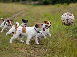 dogs, puppies, ball wallpaper