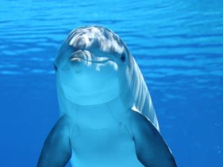 dolphin, underwater, mammal wallpaper