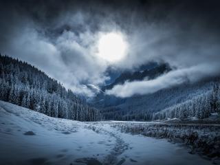 Dramatic Winter Twilight in Forest wallpaper