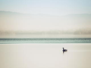 duck, lake, mist wallpaper