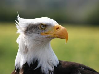 eagle, bird, predator wallpaper