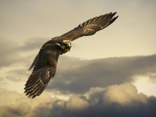 eagle, flight, sky wallpaper