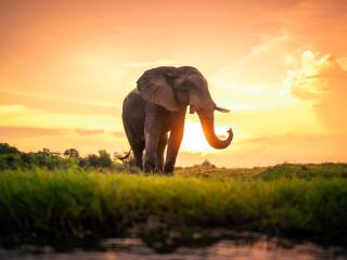 Elephant HD Sunset Photography Wallpaper