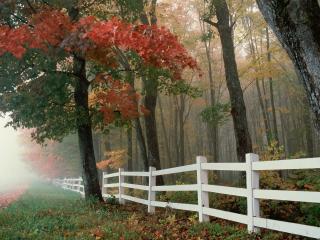 fence, leaves, autumn wallpaper