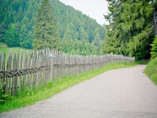 fence, road, trees Wallpaper