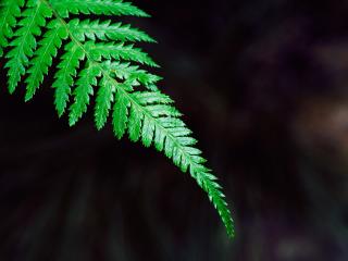 fern, plant, leaf wallpaper