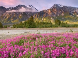 field, flowers, mountains wallpaper