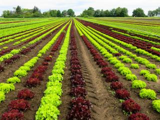 field, lettuce, cultivation wallpaper