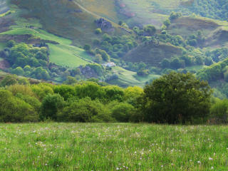 field, meadow, grass wallpaper