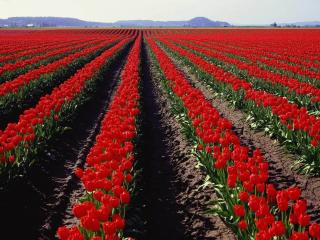 field, tulips, sky wallpaper