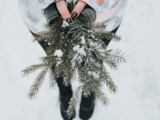 fir, snow, branches Wallpaper