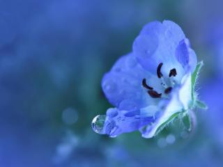 flower, blue, drops wallpaper