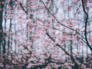 flowering, spring, branches Wallpaper