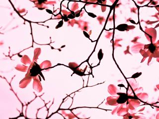 flowers, branch, dry petals wallpaper
