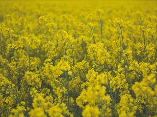 flowers, field, yellow Wallpaper