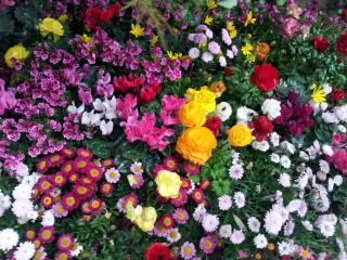 flowers, flowerbed, flora wallpaper