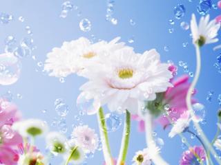 flowers, liquid, droplets Wallpaper