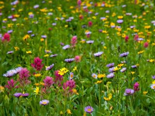 flowers, meadow, field Wallpaper