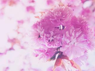 flowers, pink, bouquet wallpaper