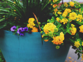 flowers, pot, yellow wallpaper