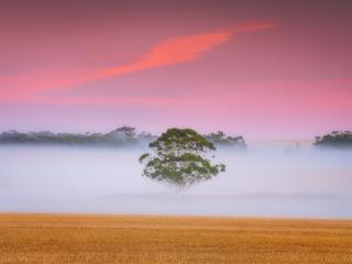 Fogy Field and A Tree wallpaper