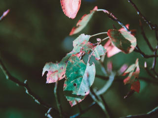 foliage, autumn, dry Wallpaper