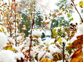foliage, winter, snow Wallpaper