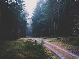 footpath, forest, trees Wallpaper