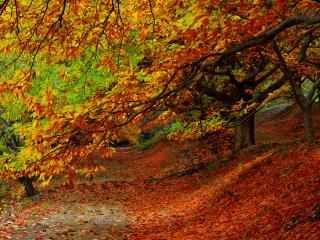 forest, autumn, foliage wallpaper